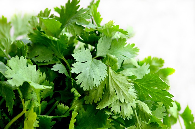 Read more about the article Cilantro – Removes heavy metals and purify water